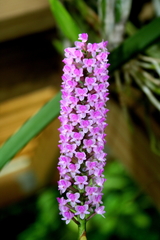 Arpophyllum giganteum
