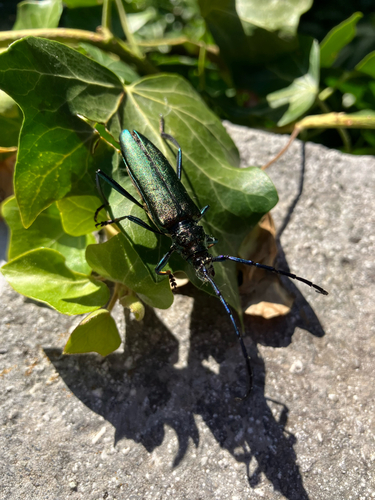 Moschusbock