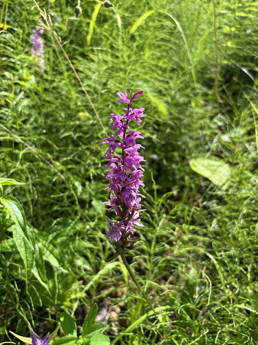 Wedge-lipped Orchid
