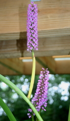 Arpophyllum giganteum