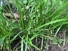 Zephyranthes candida