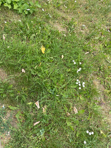 field bindweed