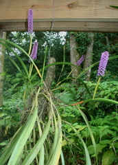 Arpophyllum giganteum
