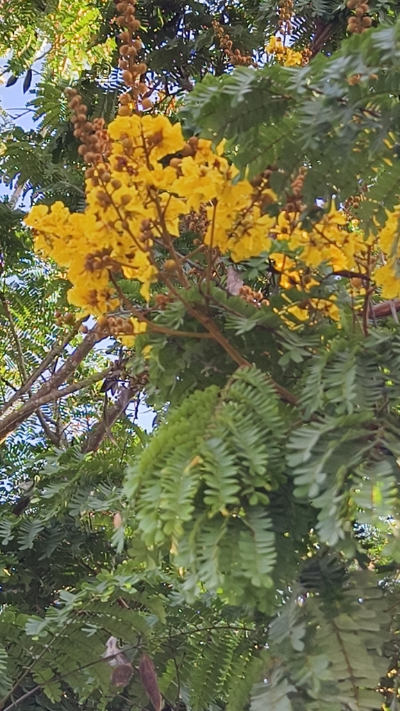 Soga (Peltophorum pterocarpum)