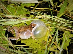 Physalaemus albonotatus