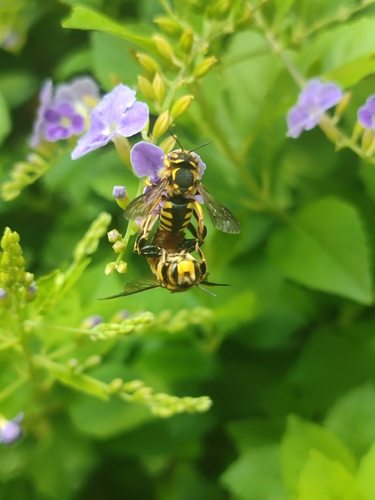 Florentine Woolcarder Bee