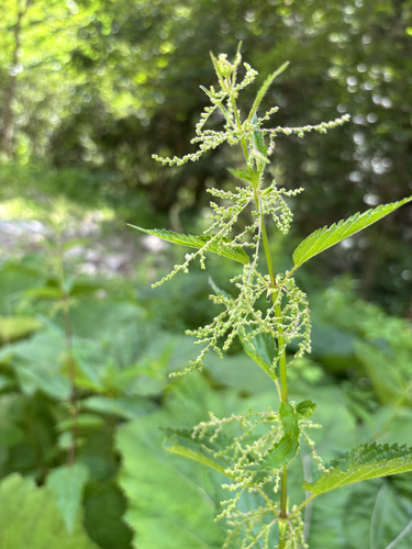 great stinging nettle