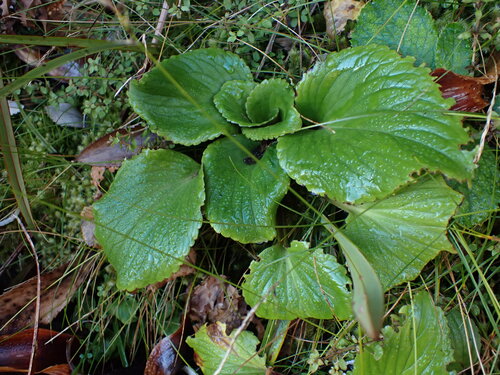 Ourisia macrocarpa observed 2026-06-29