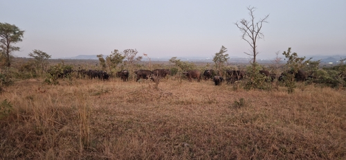 Cape Buffalo