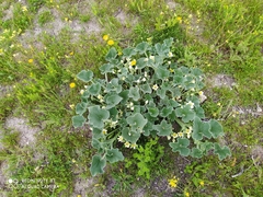 Ecballium elaterium