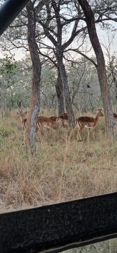 Common Impala