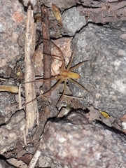 Philodromus albidus