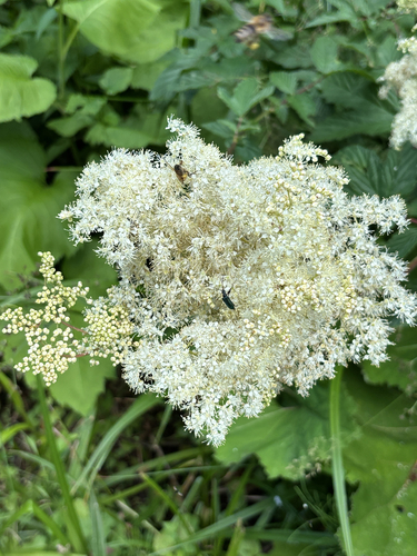 Gaurotes virginea