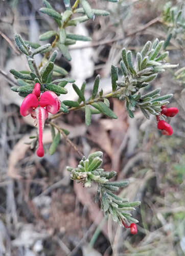 Woolly grevillea