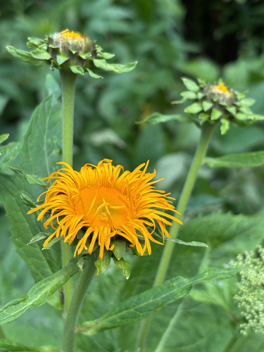 Yellow Oxeye