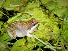 Physalaemus albonotatus