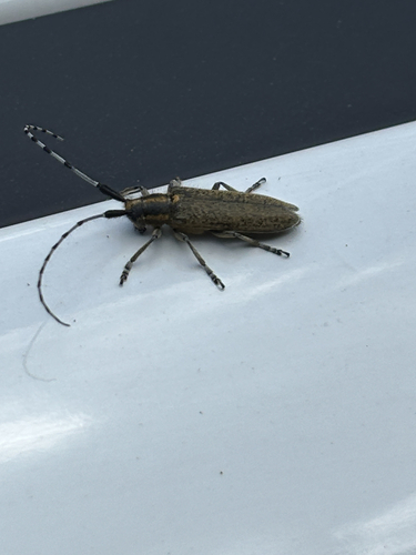 Golden-bloomed Longhorn Beetle