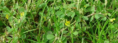 Trifolium micranthum, 2026-06-26