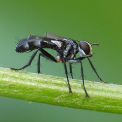 Cylindromyia propusilla