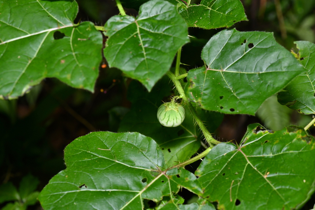 Solanum capsicoides; photograph (c) Yung-Lun Lin, some rights reserved (CC BY)