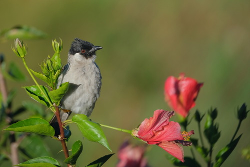 Sooty-headed Bulbul