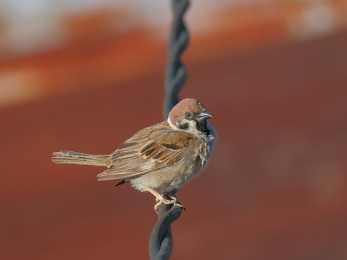 Eurasian Tree Sparrow
