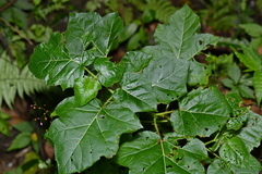 Solanum capsicoides, photograph (c) Yung-Lun Lin, some rights reserved (CC BY)