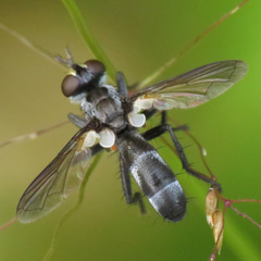 Cylindromyia propusilla