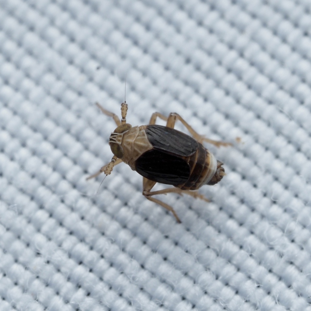 Syndelphax alexanderi