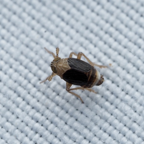 Syndelphax alexanderi