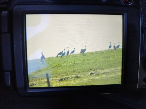 iNaturalist image