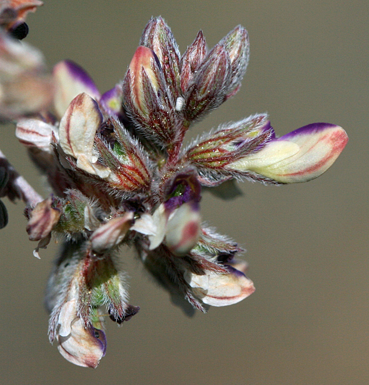 Marina orcuttii var. orcuttii