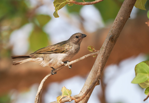Lesser Honeyguide