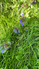 Glechoma hederacea