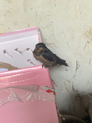 Barn Swallow