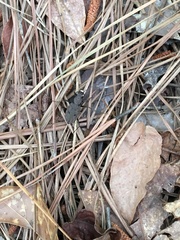 Apterodela unipunctata