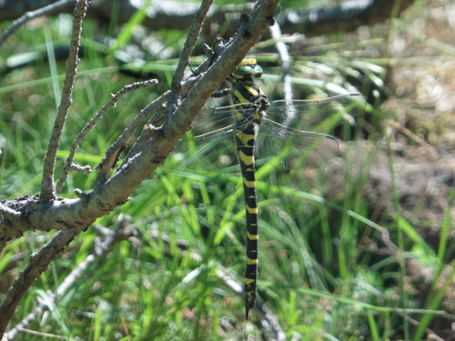 Golden-ringed Dragonfly