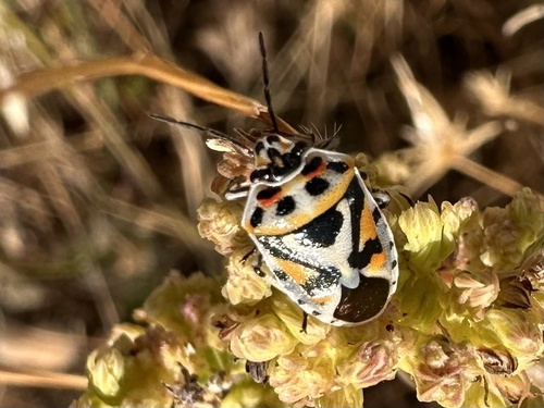 red cabbage bug