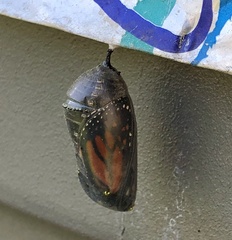 Danaus plexippus