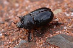 Temnorhynchus retusus