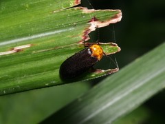 Abscondita cerata