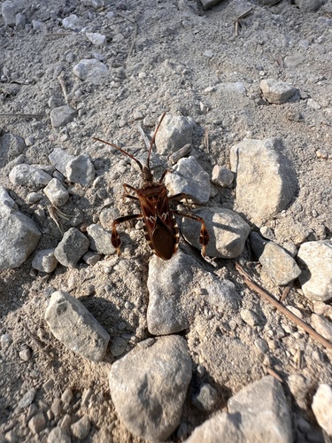 Western Conifer Seed Bug