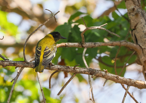 Black-headed Oriole