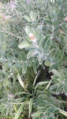 Leucospermum × hybridum
