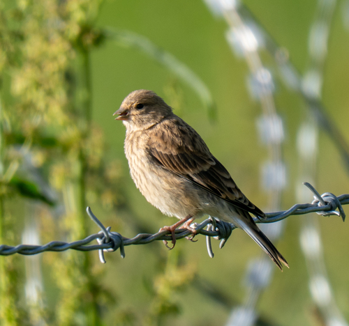 Eurasian Linnet