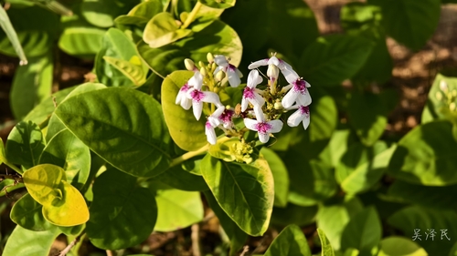 Pseuderanthemum maculatum observed 2026-07-05