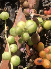 Curio rowleyanus