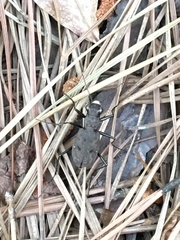 Apterodela unipunctata