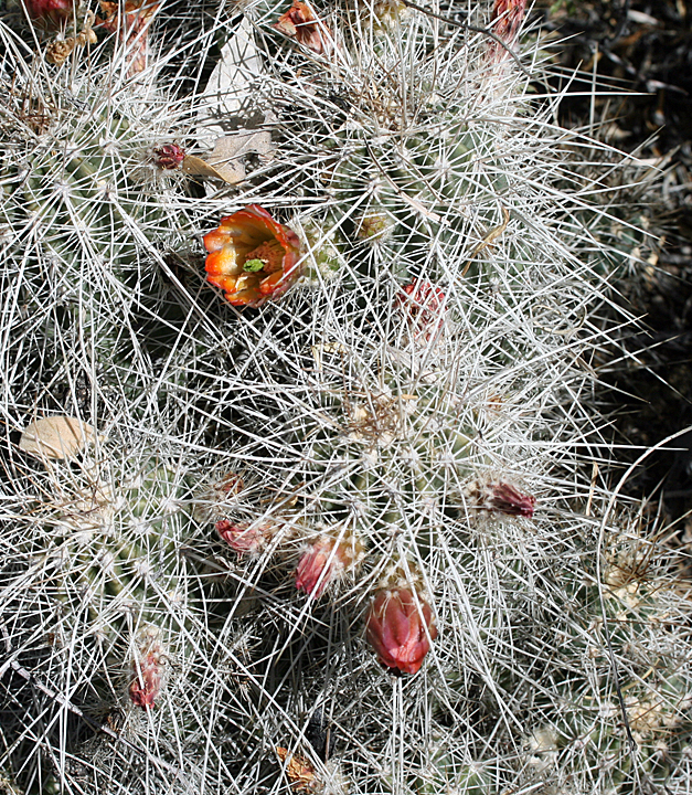 echinocereus rischeri Real Live Succulent Cactus Plant : Echinocereus rigidissimus var. rubr –  Succulent Zone main image 0