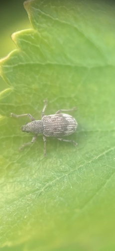 Polydrusus tereticollis